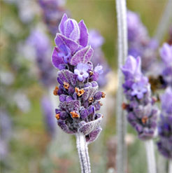 Lavender Brown Absolute Oil